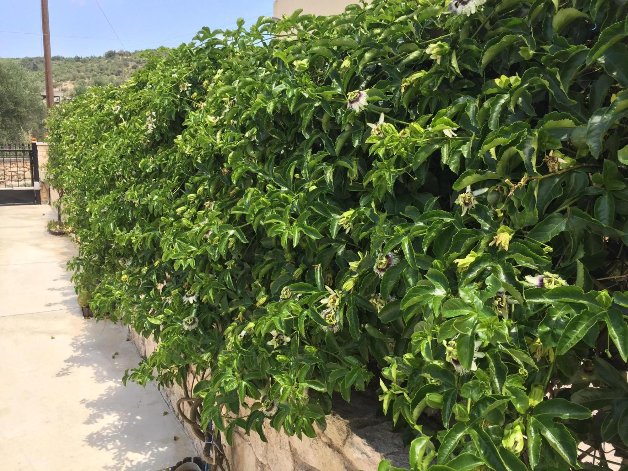 Gonia Bio Garden Stonehouse 빌라 외부 사진