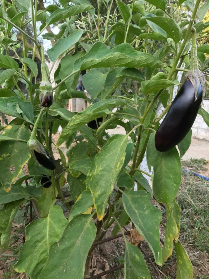 Gonia Bio Garden Stonehouse 빌라 외부 사진